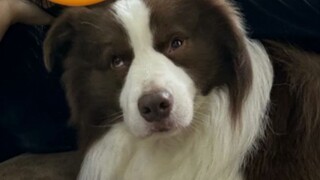 Alasan mengapa anak anjing menyukai ibunya adalah...