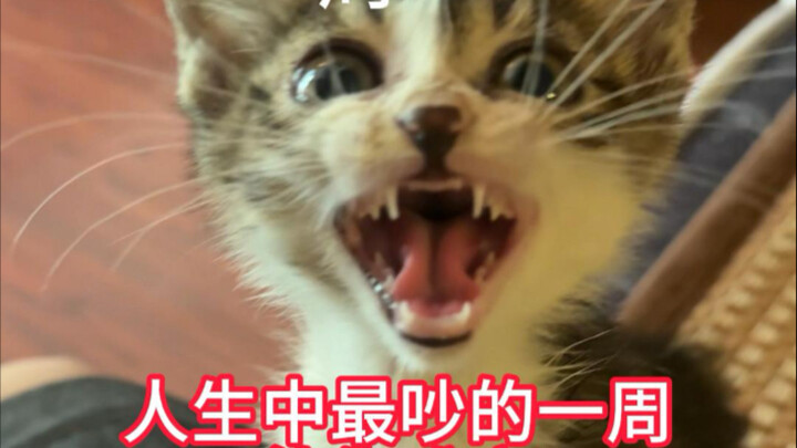 After I picked up a kitten, its mom showed up and caused a huge ruckus—turns out it was the loudest 