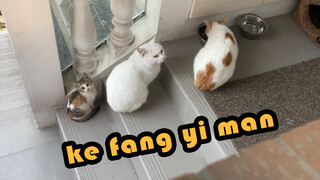 Khách Sạn Mèo Hoang - Chiều Qua Khách Đến, Sáng Nay Khách Đi