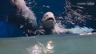 I heard the little white whale calling from all the way! Come over quickly and take a look