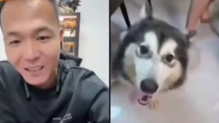 “Pan Hong bought the wrong breed: a 2,800-yuan Alaskan malamute mistaken for a husky”