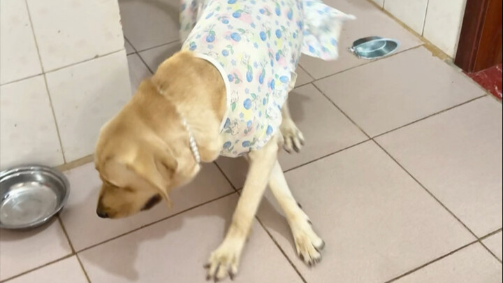 Chó: Ý gì vậy? Đố kị à?