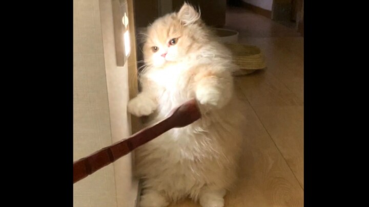 That little kitten who used to stand barely as tall as a lamp has grown up!