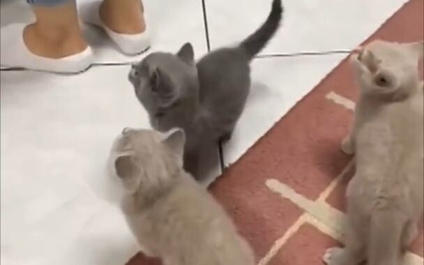 พี่น้องทั้งหลาย! ลุยเลย!