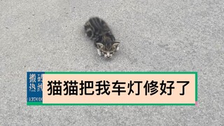 猫猫日记‹·›猫猫把我车灯修好了