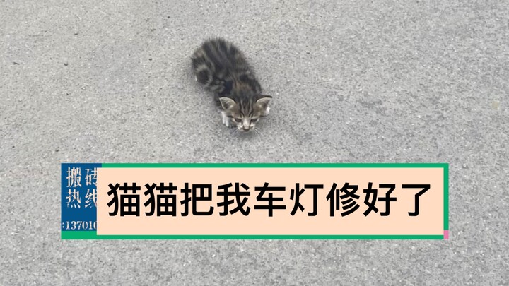 猫猫日记‹·›猫猫把我车灯修好了