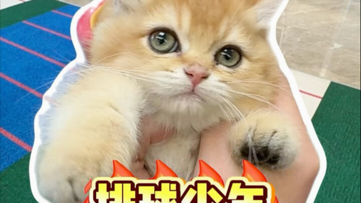 Mèo ăn ngũ cốc!? Phát hành cực sốc! Đố hai đứa tui ai nóng hơn nè～