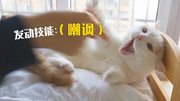 Trải nghiệm thực tế, tuyệt đối đừng chế giễu mèo!