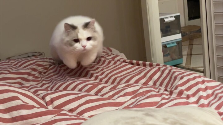 Con mèo con nhà ai mà thích đánh người vậy?