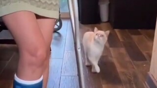 Adakah Makhluk di Dunia Ini yang Berhutang Lebih dari Seekor Kucing?