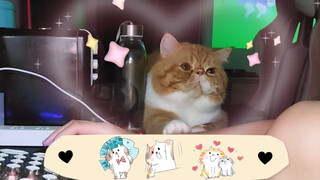 【Pet】No One Can Resist the Charms of A Cute Garfield