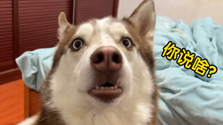 有没有一种可能，这二哈能听懂一点人话！