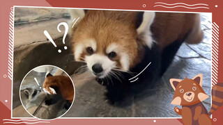 A red panda meets a raccoon