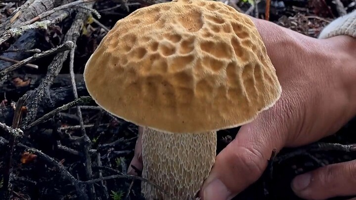 คุณมีคำเชิญจากชาวยูนนานให้ไปเก็บเห็ด—โปรดตรวจสอบด่วน!