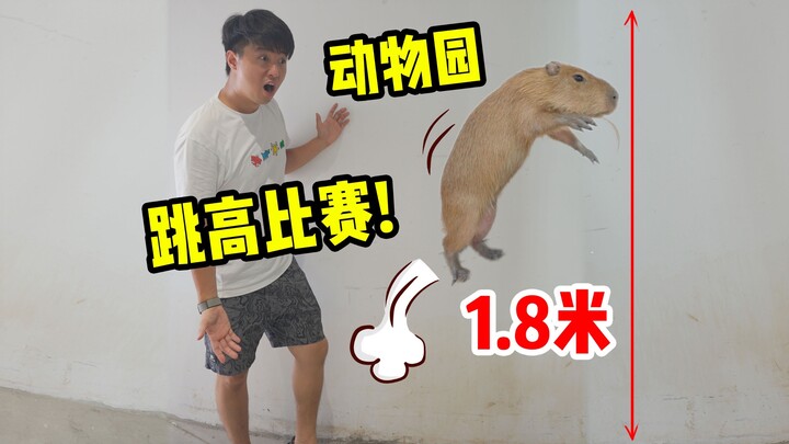 How could the normally buddhist Capibara jump so high?! He'd be the top pick in the NBA!