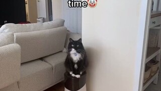 小猫咪能有什么坏心思，它只是想早点干饭罢了！