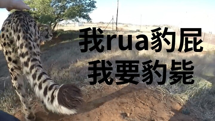 What happens to the butts of all kinds of big cats on Rua? P1