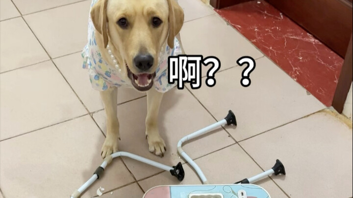 หมา: ฟังฉันอธิบายหน่อยสิ โต๊ะนี้คุณภาพแย่มากเลย!