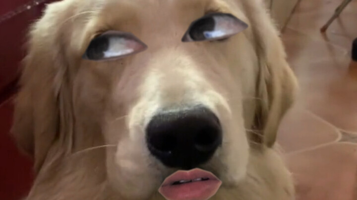 Golden Retriever: Kindness Is Also a Kind of Beauty