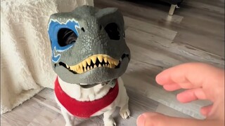 Put a dinosaur mask on the puppy, and it instantly gets into character 🦖