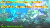 Piranha Ganas Koleksi Aquarium Pemula