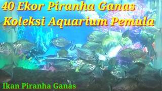 Piranha Ganas Koleksi Aquarium Pemula