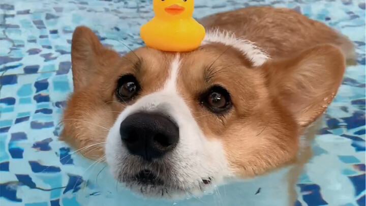 Look! Oh my gosh, she’s so, so cute! Why is that corgi’s butt floating in the water as it walks?
