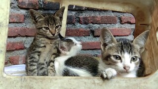 NEMU ANAK KUCING KEDINGINAN YANG MENUNGGU IBU NYA PULANG