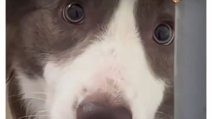 Chú cún không biết nói, nhưng chú cún mãi mãi yêu bạn!