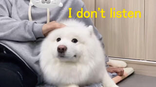 Dog: Not Unable to Understand, but Unwilling to!