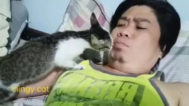kitty cat