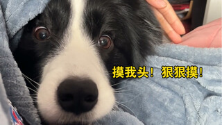 边牧求摸摸，攻势有点猛！