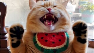 橘猫的咆哮