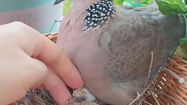 I helped a pigeon nest by the window, and then a miracle happened.