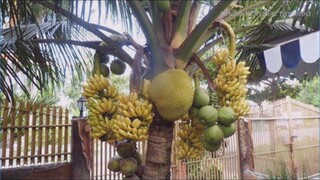 WOW!!! Strange Coconut Trees Bonsai - Amazing Agriculture Technology