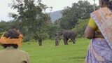 The.Elephant.Whisperers.2022 by movies4you...