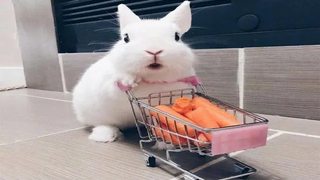 วิดีโอกระต่ายกระต่ายน้อยตลกและน่ารัก - การรวบรวมวิดีโอสัตว์เด็ก (2020)