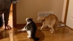 Cat: My fur is about to fly off!
