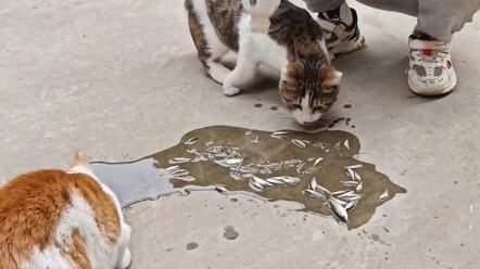 صيد الأسماك والروبيان لإطعام القطط الضالة في الحي السكني