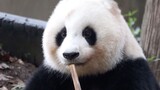 [Hewan]Kisah menyenangkan panda jantan liar dengan panda betina