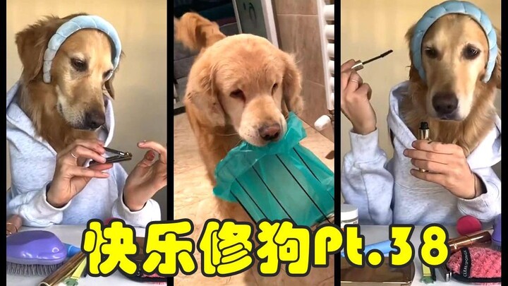 Anjing Perbaikan Bahagia Bagian 38