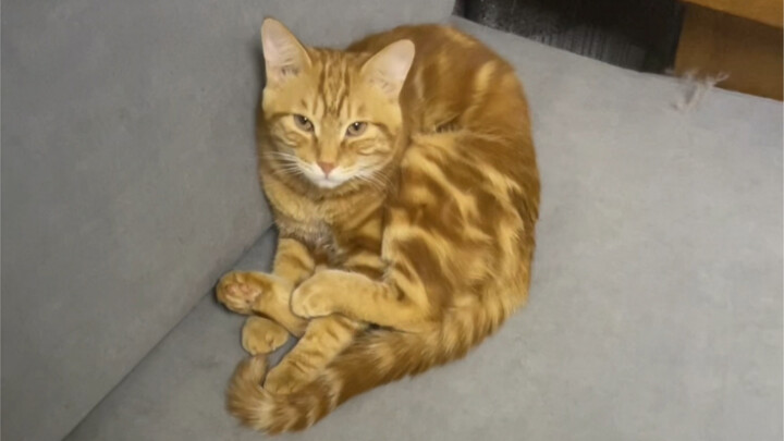 Hari demi hari berlalu dengan penuh ketegangan...