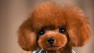 những khoảnh khắc đáng yêu của cún con #thucung #cuncung #poodle #yeuchomeo #pets #cuncon