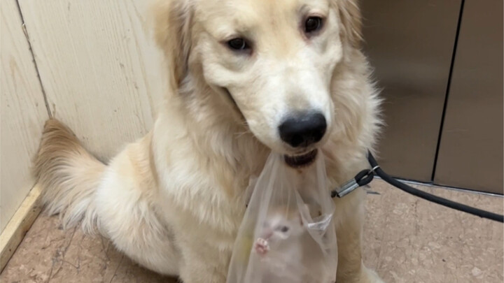 Since you were brought back in a garbage bag, I’ll just call you “plastic bag.”
