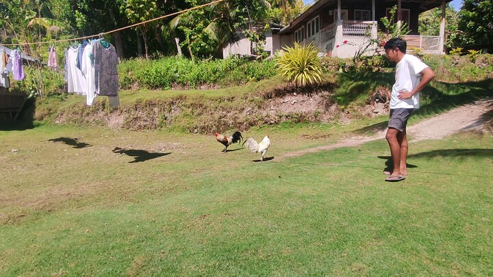 sa puti at sa talisay