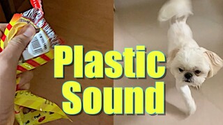 This is What Happens When A Dog Hears A Plastic Wrapper Sound ( Cuteness Overload!)