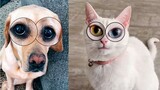 Hello My Name Is Zuzie( EW) - Funny Tiktok Pets Trending | Pets House