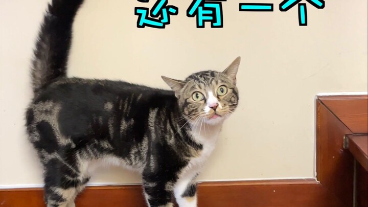 Let’s go! Teach him a lesson! [Pee-Pee is a Cat]