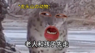 The Wild King of Tiger Head Mountain
