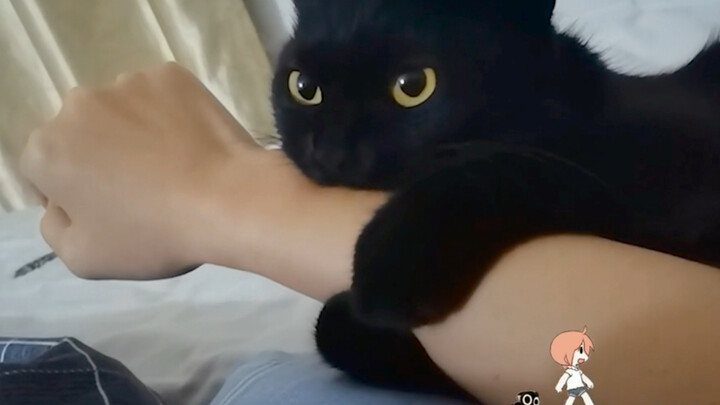 A Dairy Cow Cat from Hainan